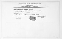 Elsinoe menthae image